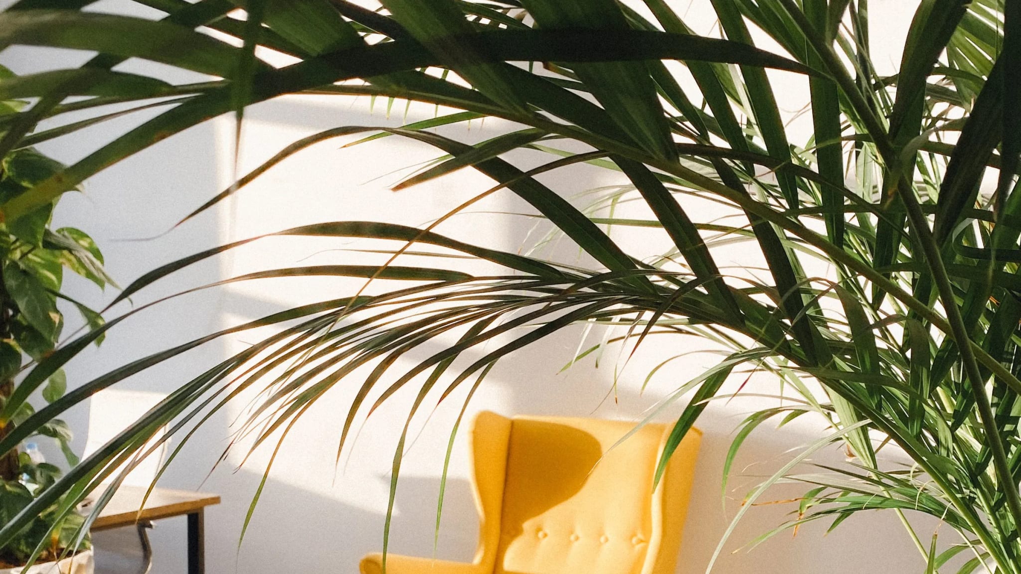 A warm, plant-filled seating nook with a mustard-yellow armchair in soft daylight.